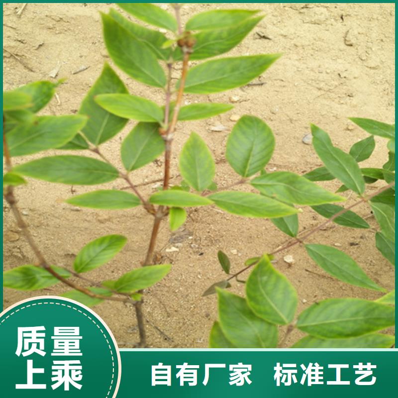 【杈杷】_梨树苗实力才是硬道理