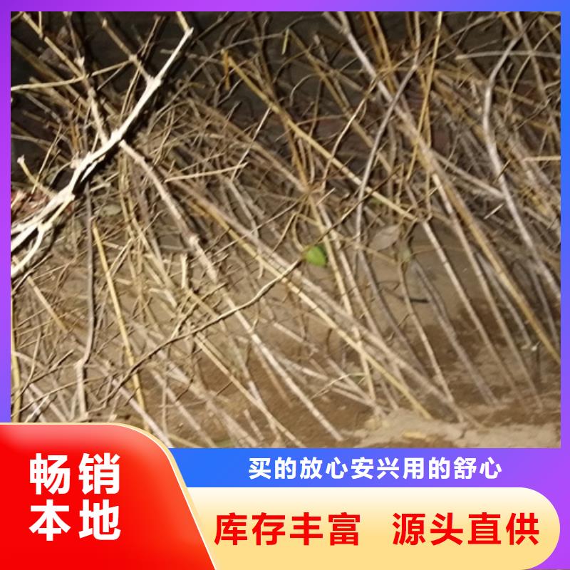 梨树苗视频-青海省|玉树|海东|海西|海南梨树苗-轩园