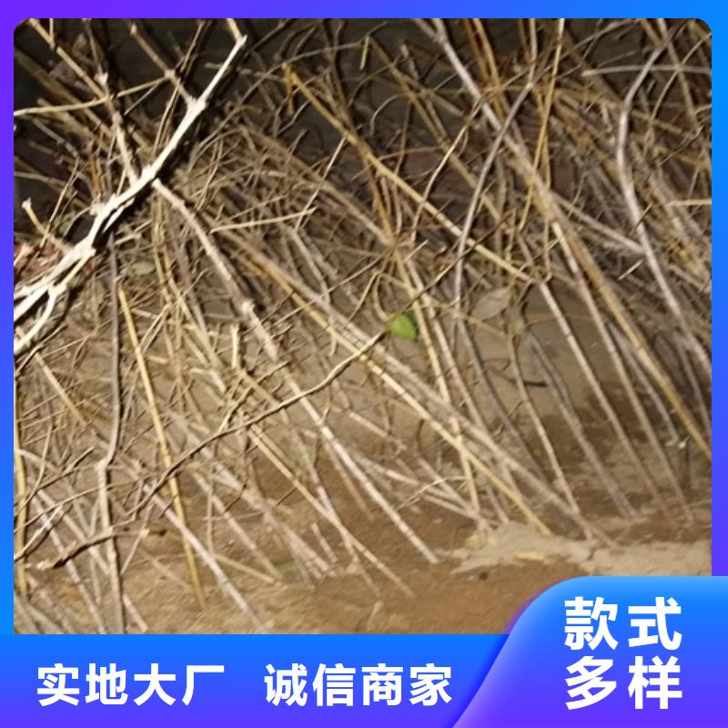 【杈杷】_梨树苗实力才是硬道理轩园梨树苗