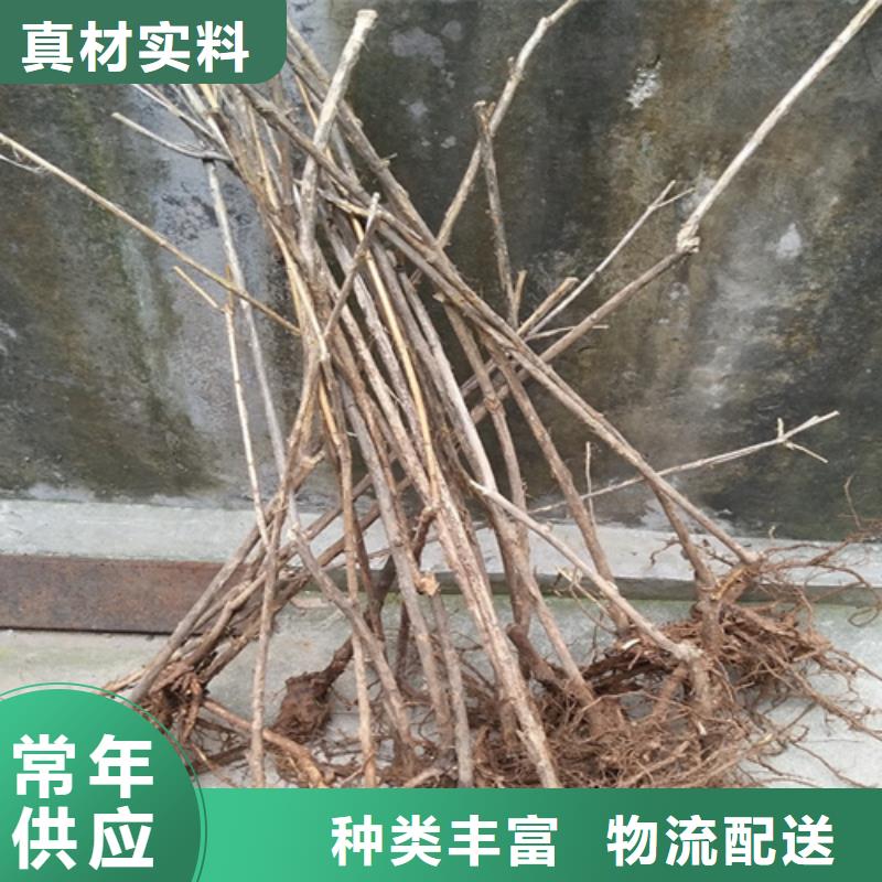 制造生产销售【杈杷】_梨树苗实力才是硬道理-本地厂家十分靠谱_产品案例