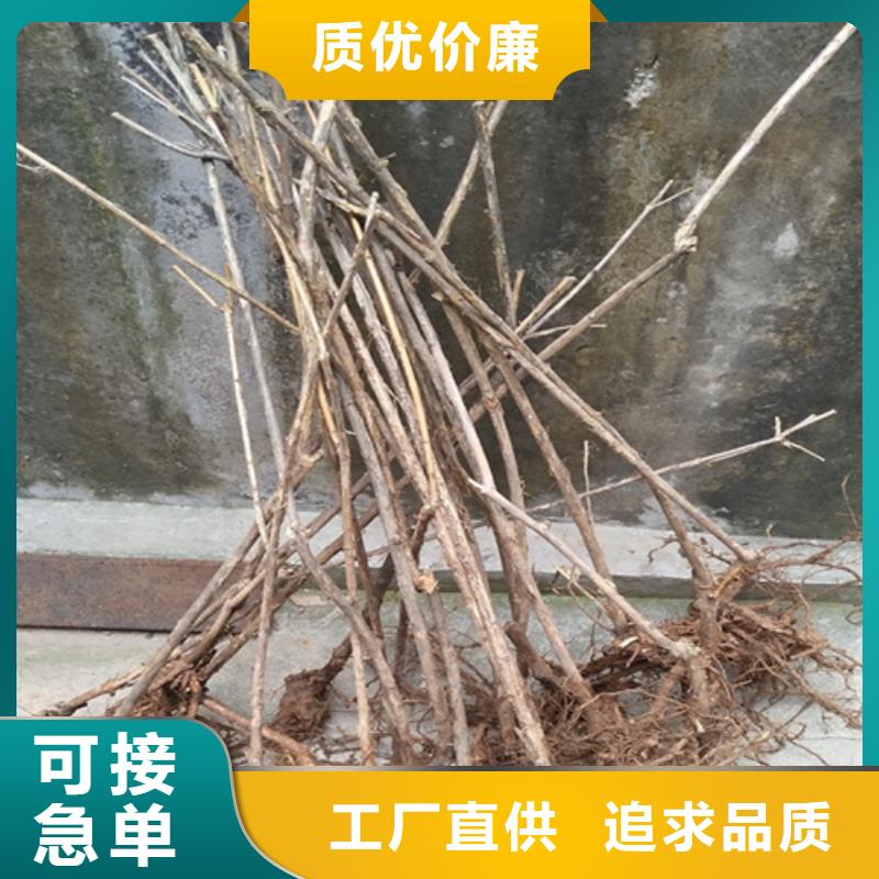 梨树苗视频-青海省|玉树|海东|海西|海南梨树苗-轩园