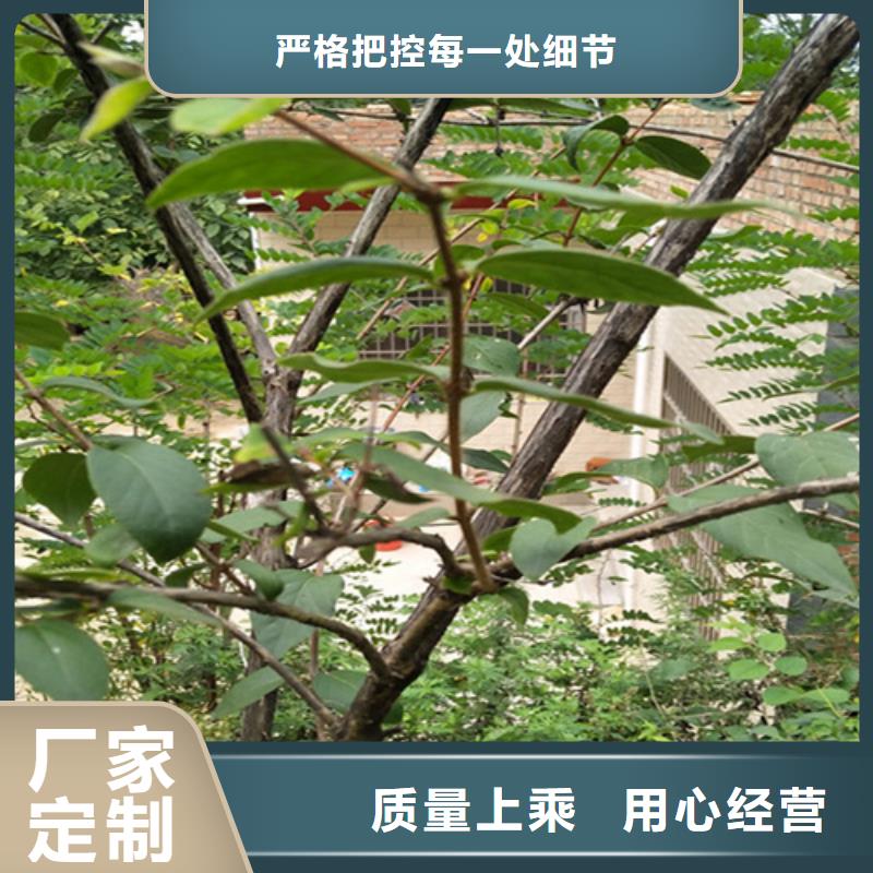 梨树苗视频-青海省|玉树|海东|海西|海南梨树苗-轩园