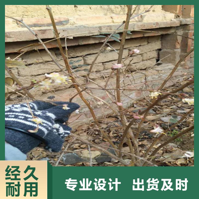 【杈杷】_梨树苗实力才是硬道理轩园梨树苗