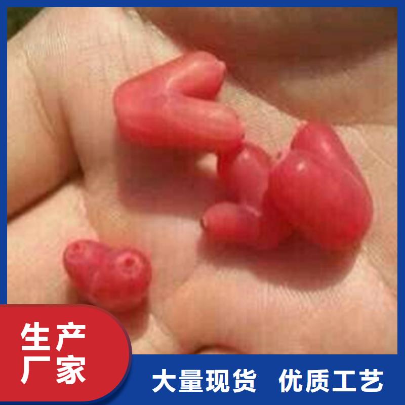 【杈杷】_梨树苗实力才是硬道理轩园梨树苗