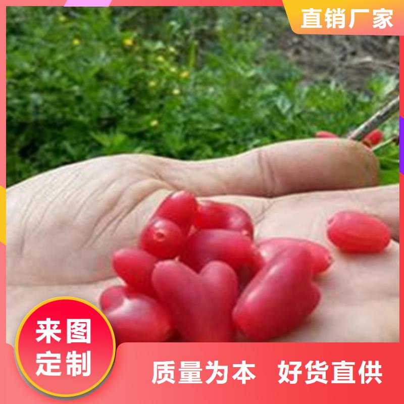 【杈杷】_梨树苗实力才是硬道理轩园梨树苗