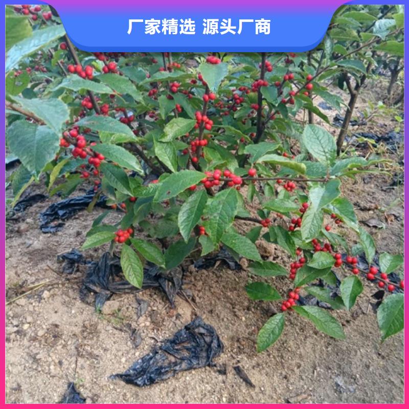 北美冬青西瓜番石榴苗實體誠信經(jīng)營