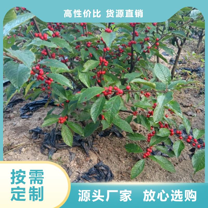 轩园【北美冬青】_苹果苗用心做品质-企业旺旺
