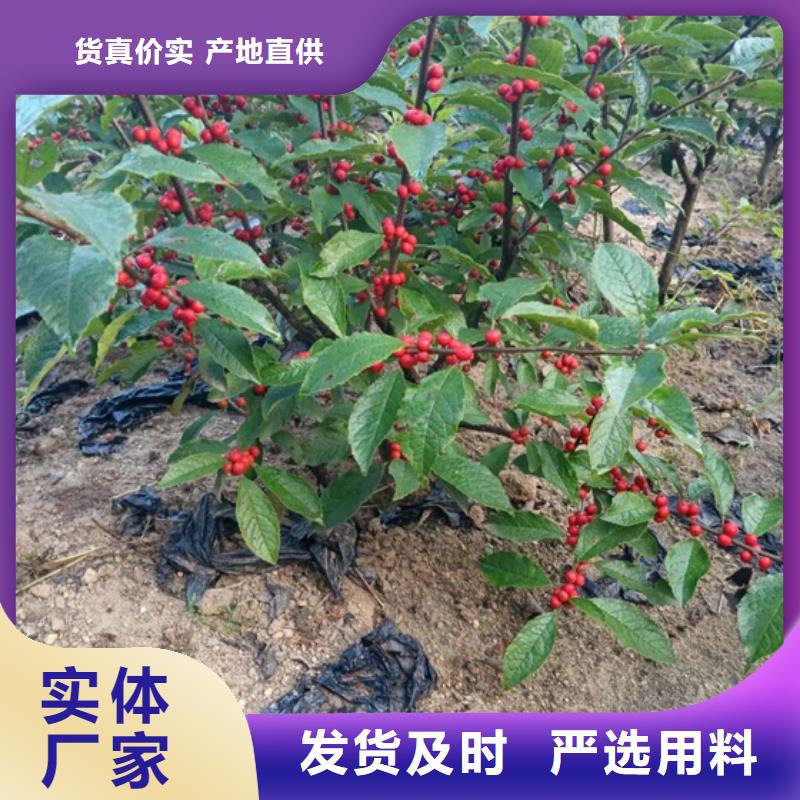 轩园【北美冬青】_樱桃苗值得信赖-业务覆盖区域|康乐|永靖|甘南|嘉峪关|武威|定西-企业旺旺