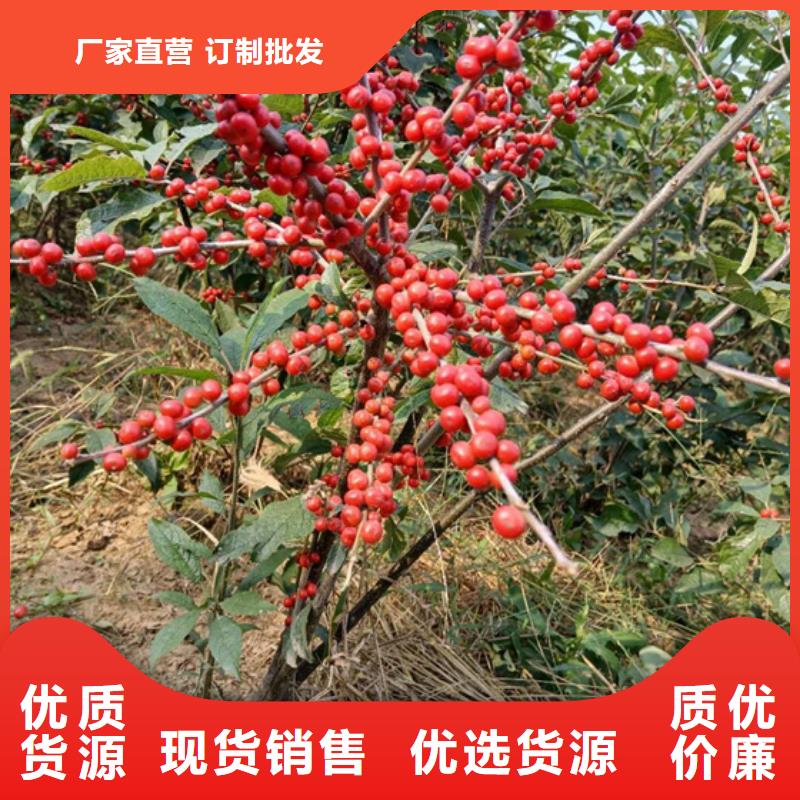 北美冬青黄瓜苗卓越品质保障