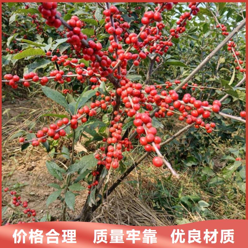 北美冬青_樱桃苗批发供应