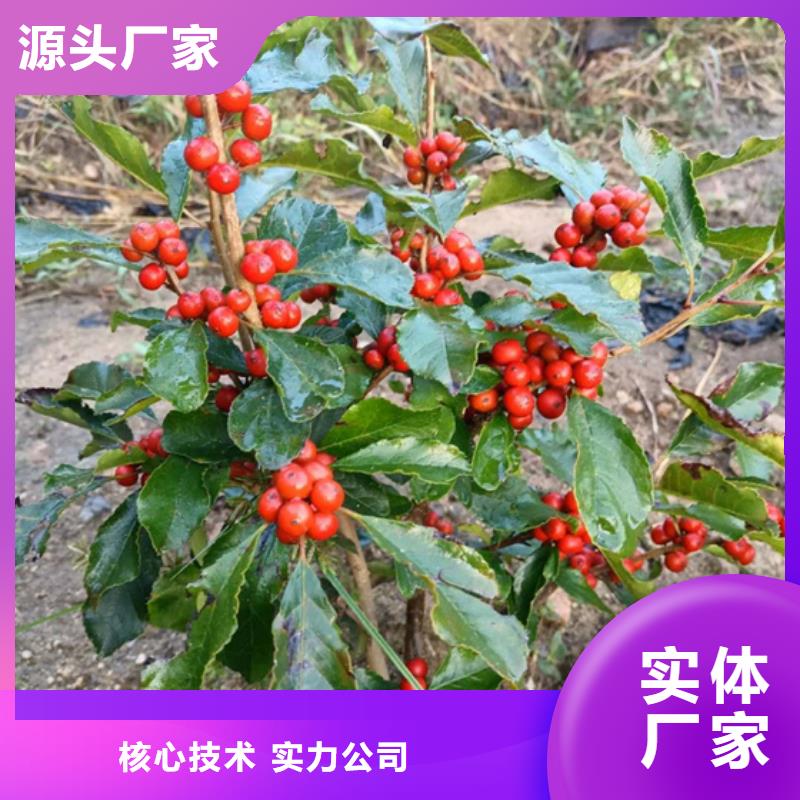 【北美冬青】_樱桃苗值得信赖同城品牌