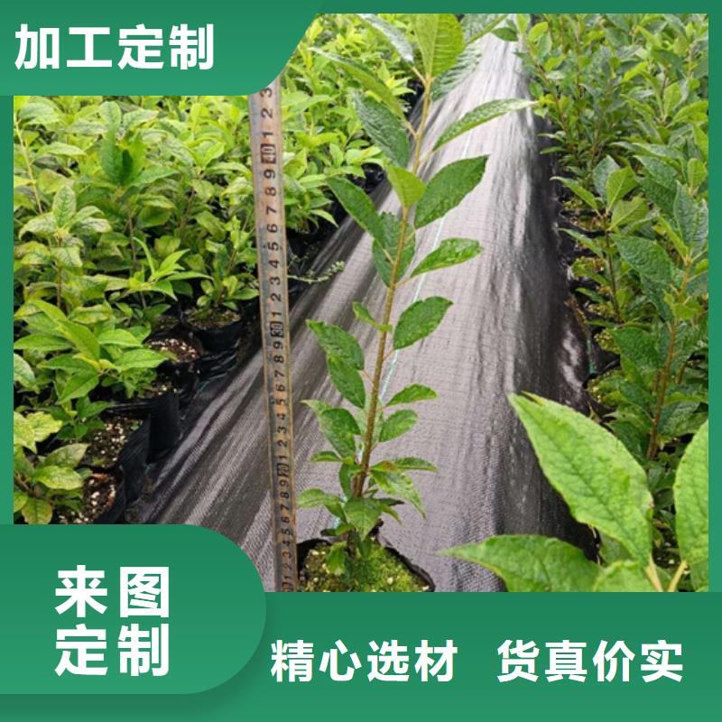 北美冬青_樱桃苗源厂供货