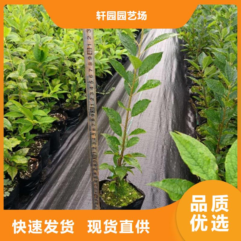 【北美冬青】_苹果苗用心做品质覆盖范围含|古浪|凉州|平凉|临夏|张掖|白银