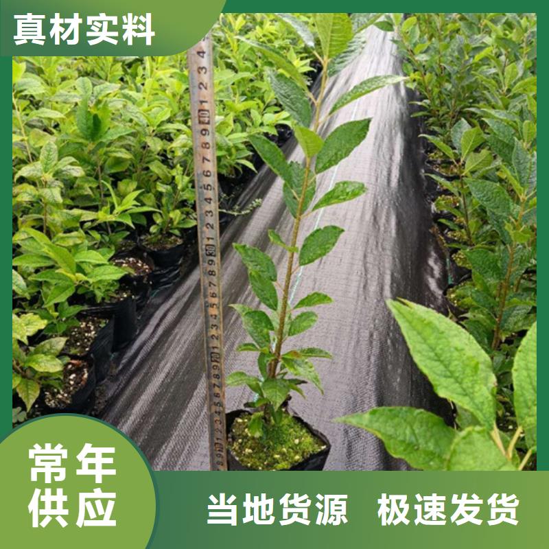 北美冬青西瓜番石榴苗實體誠信經營