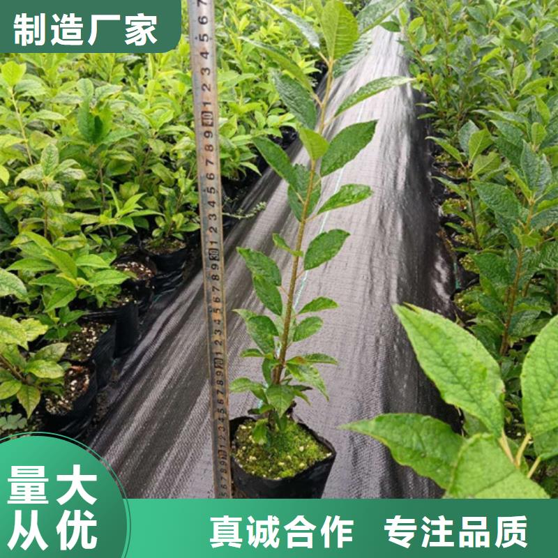 轩园【北美冬青】_樱桃苗值得信赖-业务覆盖区域|康乐|永靖|甘南|嘉峪关|武威|定西-企业旺旺