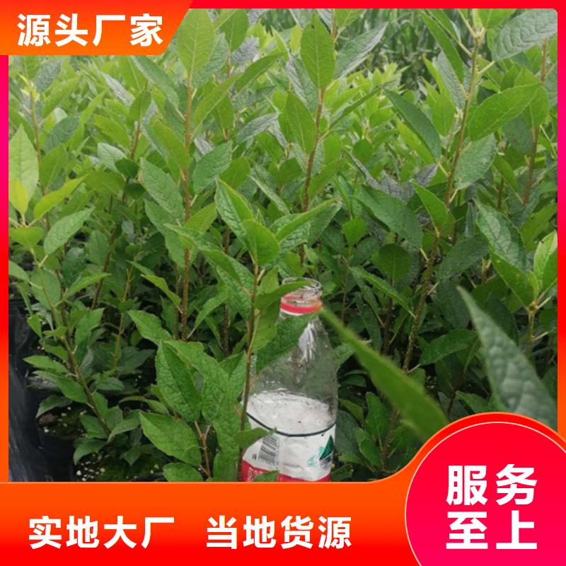 北美冬青西瓜番石榴苗實體誠信經營