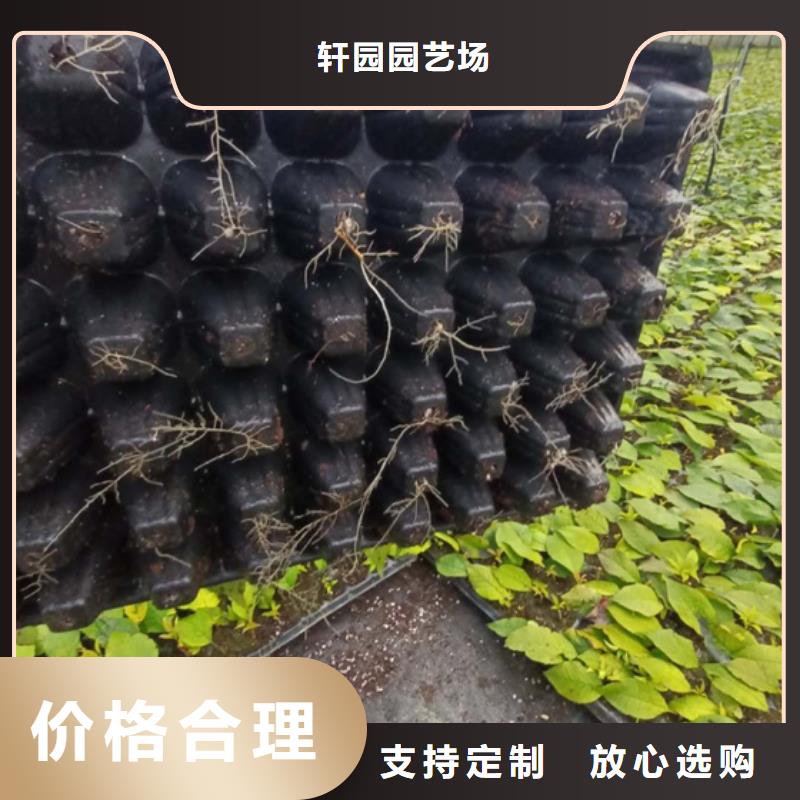 北美冬青_蓝莓苗实力商家供货稳定