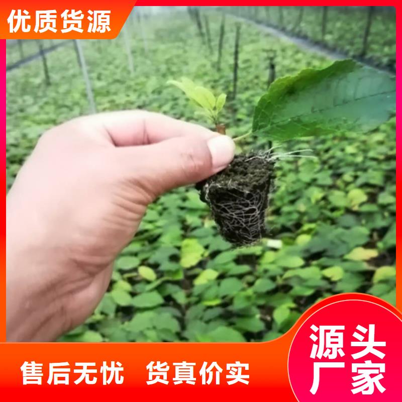 北美冬青_樱桃苗批发供应