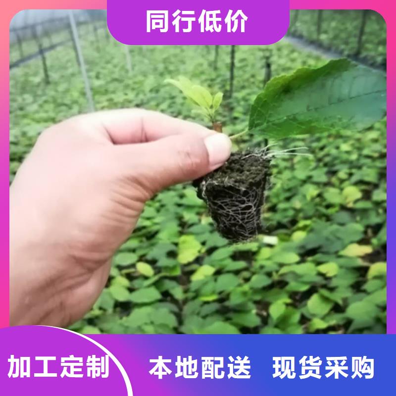 北美冬青梨樹苗免費(fèi)寄樣