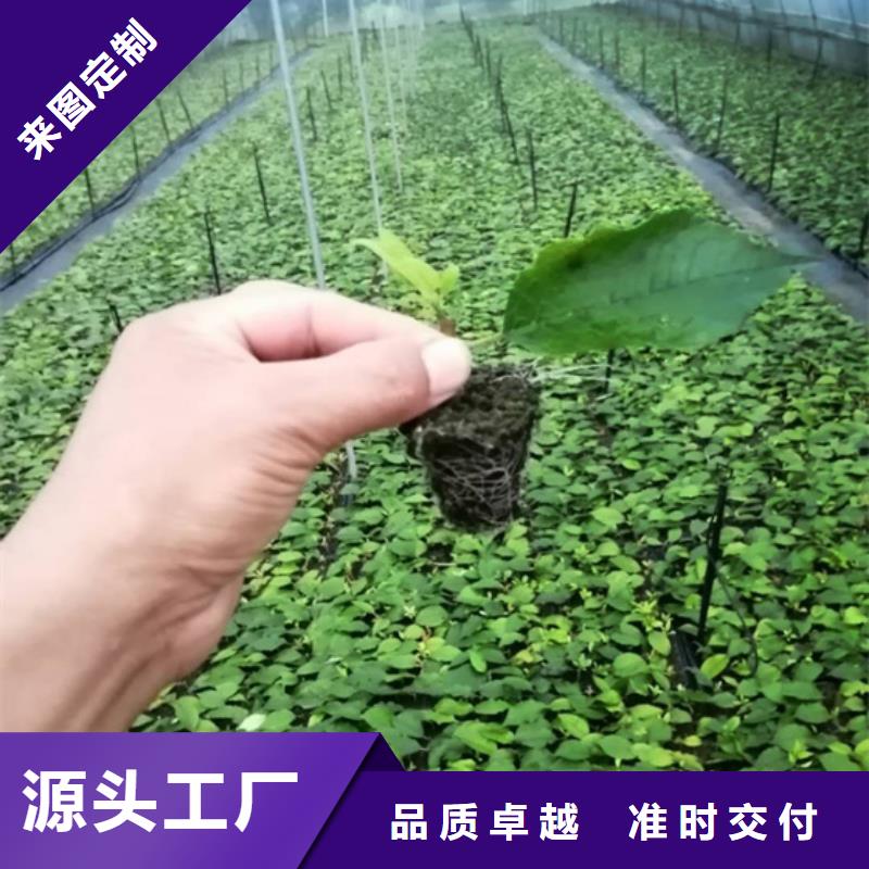 北美冬青西瓜番石榴苗實體誠信經營