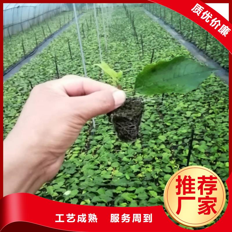 北美冬青_樱桃苗厂家实力大