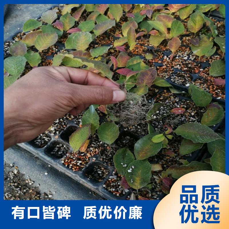 北美冬青梨樹苗免費(fèi)寄樣