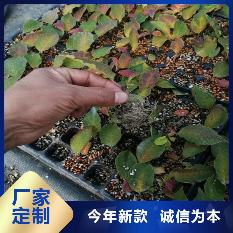 【北美冬青】_樱桃苗值得信赖同城品牌