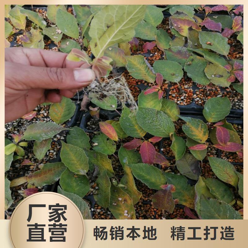 北美冬青桃树苗工厂直供