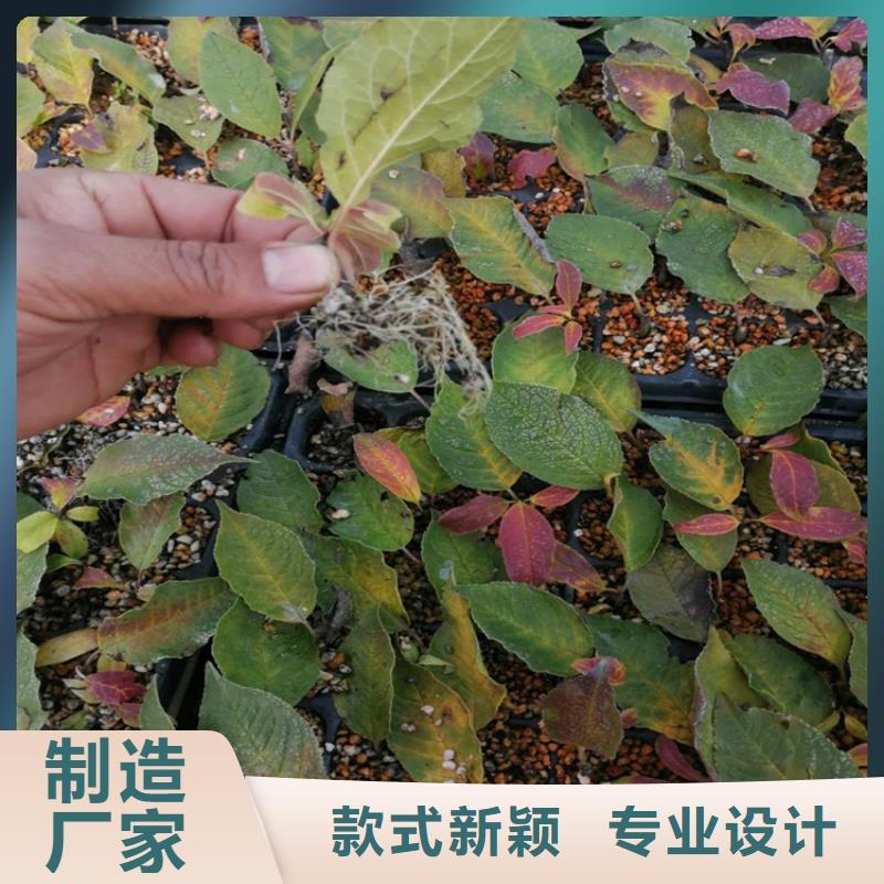 北美冬青黄瓜苗卓越品质保障