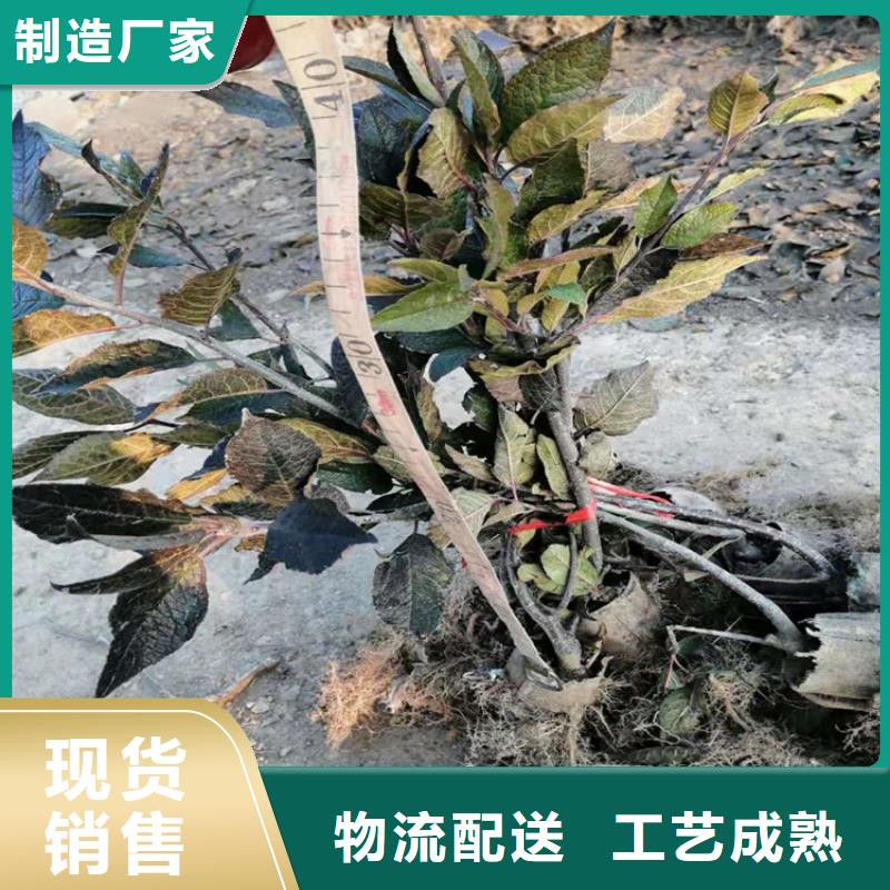 【 北美冬青_苹果苗价格透明】
