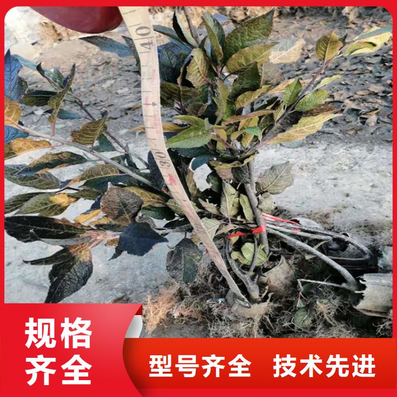 轩园梨树苗【 北美冬青_苹果苗价格透明】企业旺旺