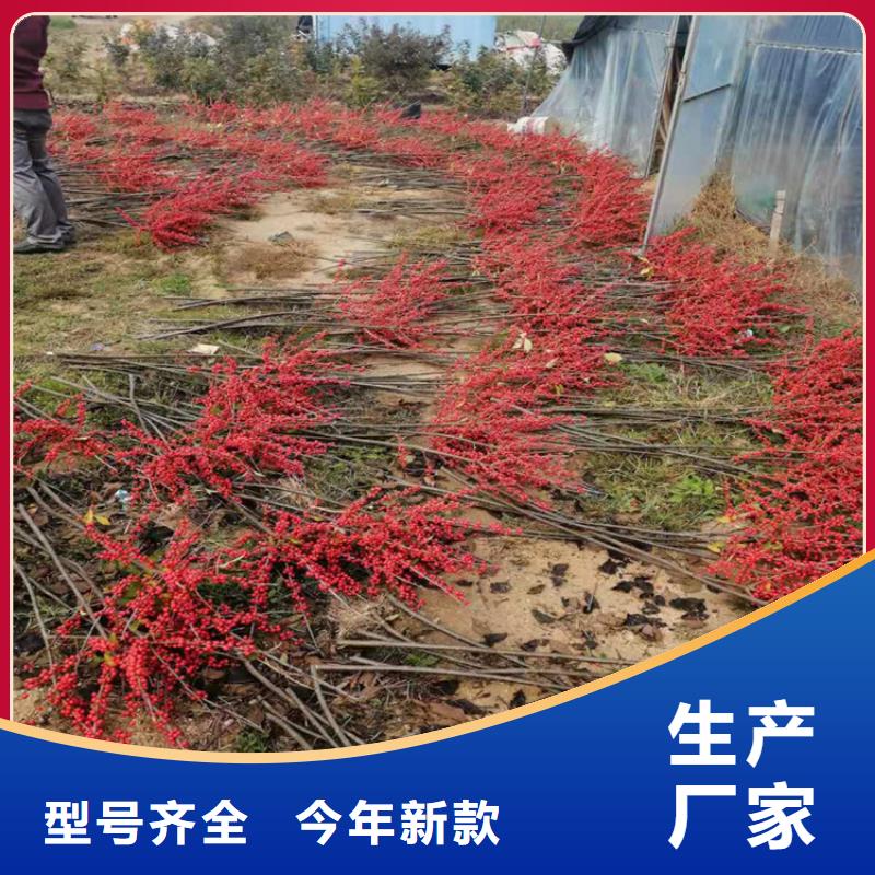 梨树苗-视频-甘肃省武威市轩园梨树苗可服务区域民勤|凉州|白银|庆阳|金昌|定西|兰州|嘉峪关|陇南等