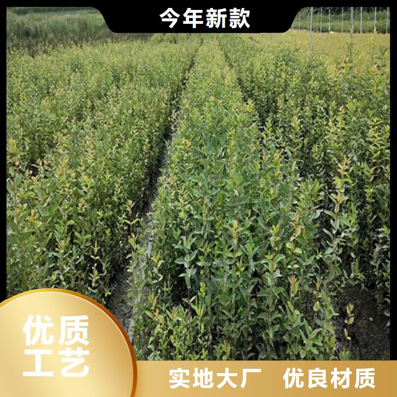 【北美冬青】_樱桃苗值得信赖种类齐全