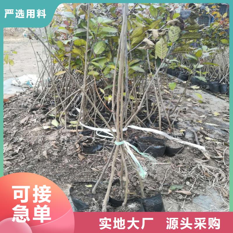 北美冬青黄瓜苗卓越品质保障