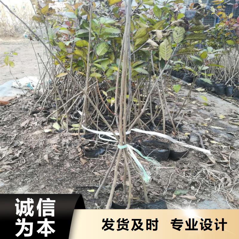 北美冬青樱桃苗定制定做