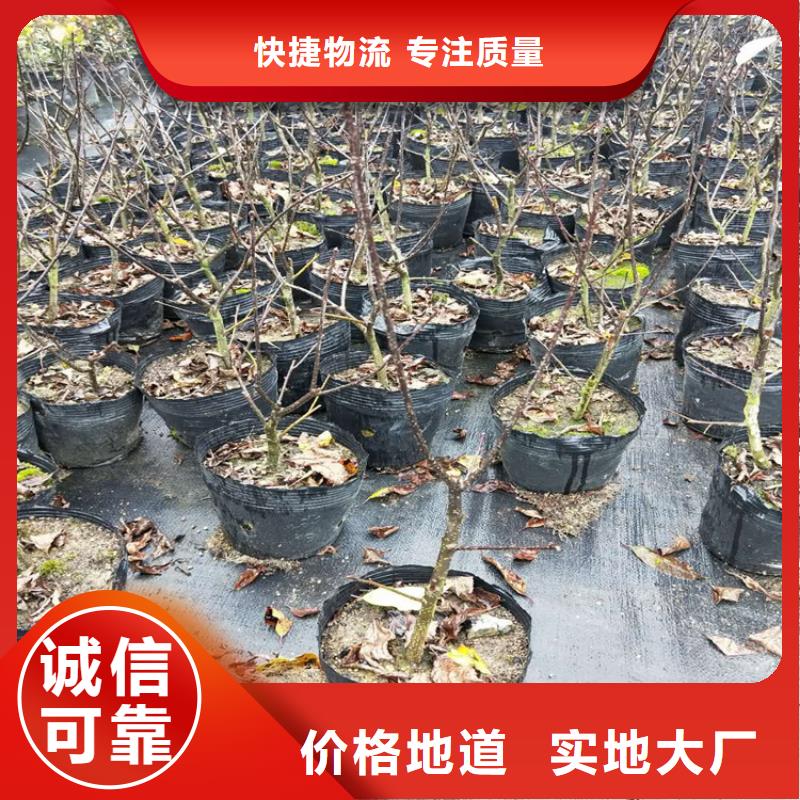 北美冬青_樱桃苗源厂供货