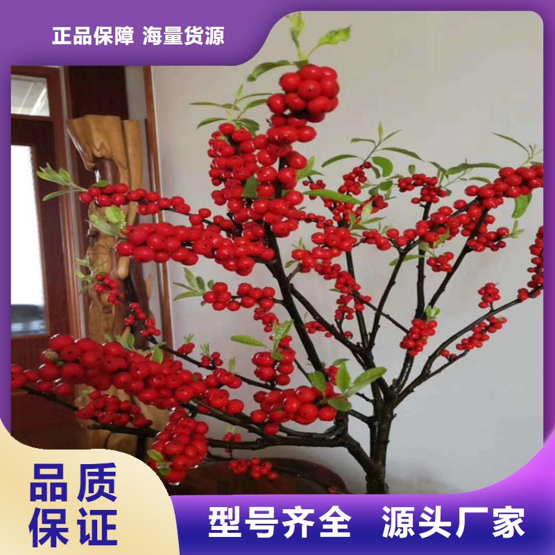 【免费获取报价 北美冬青_苹果苗价格透明】制造厂家