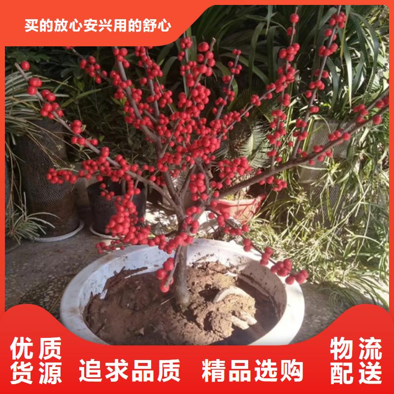 北美冬青_樱桃苗批发供应