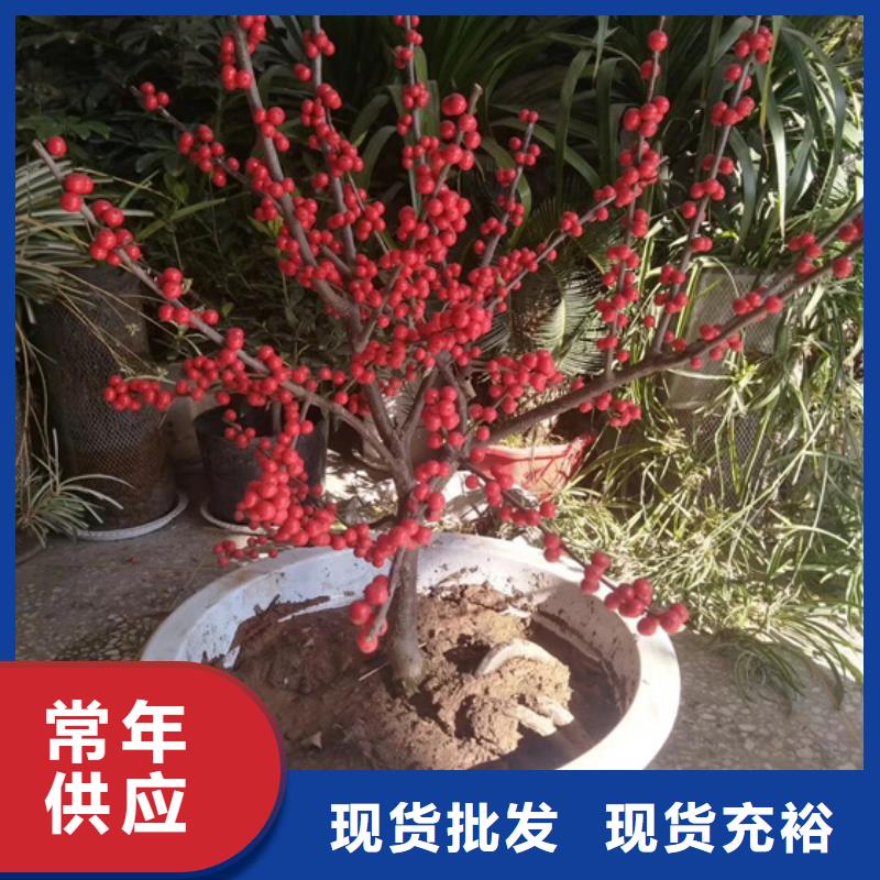北美冬青_蓝莓苗实力商家供货稳定