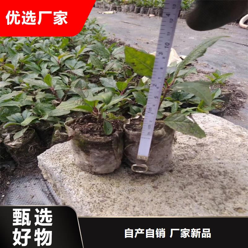 【北美冬青】苹果苗实力工厂