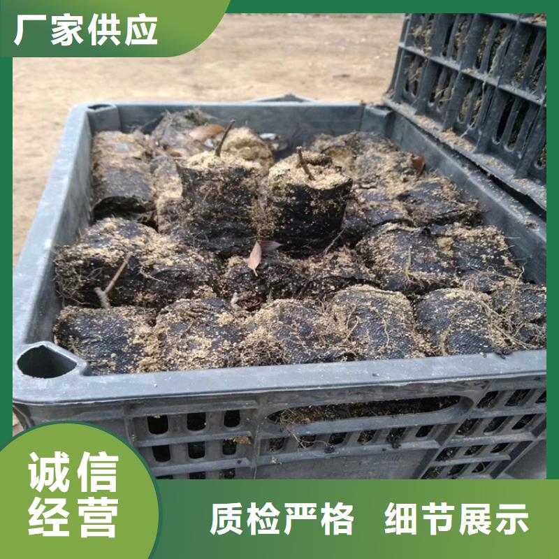 【北美冬青】_樱桃苗值得信赖同城品牌