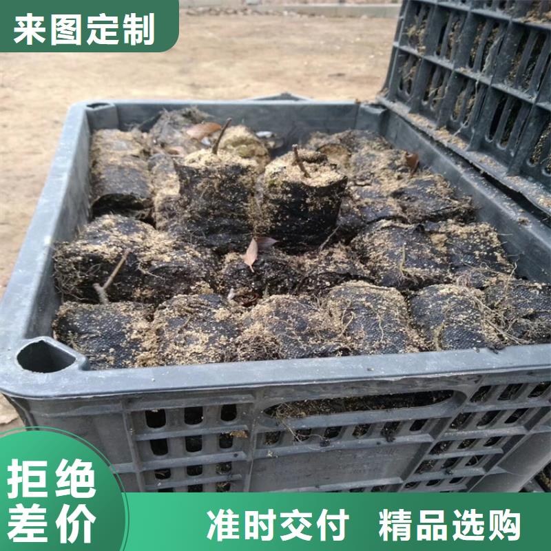 【北美冬青】_樱桃苗值得信赖种类齐全