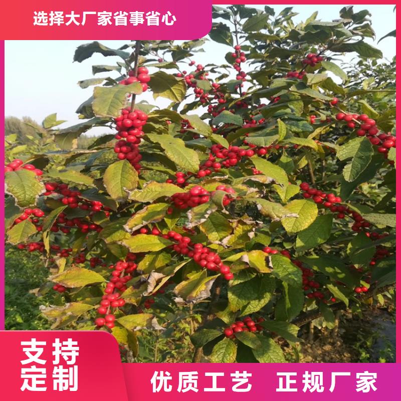 北美冬青_樱桃苗源厂供货