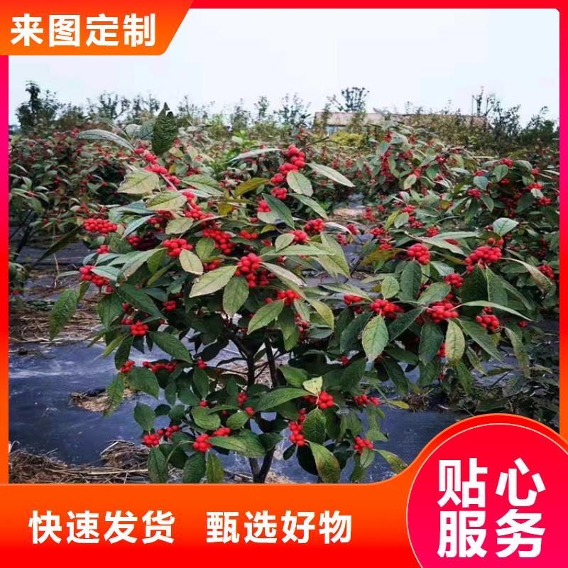 北美冬青苹果苗用品质说话