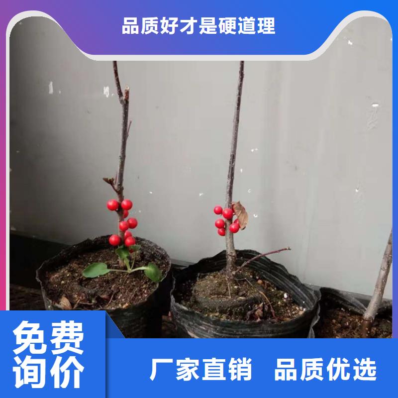 轩园【北美冬青】_苹果苗用心做品质-企业旺旺