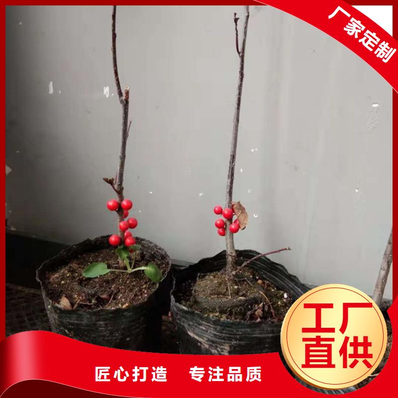 【 北美冬青_苹果苗价格透明】由轩园为您