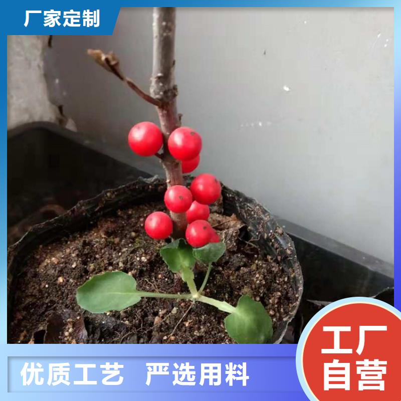 轩园【北美冬青】_苹果苗用心做品质-企业旺旺