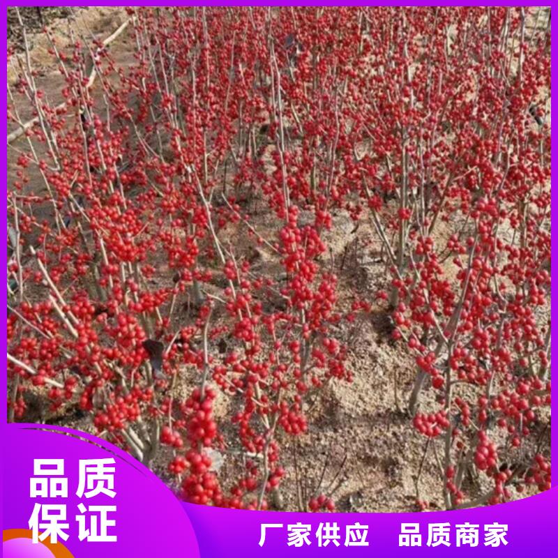 【北美冬青】_樱桃苗值得信赖同城品牌