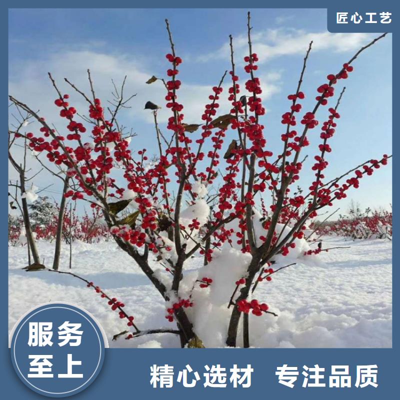 北美冬青西瓜番石榴苗實體誠信經(jīng)營
