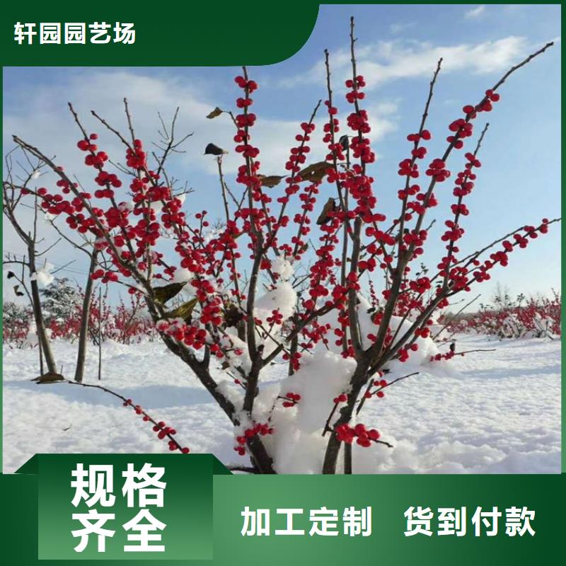 梨树苗-视频-梨树苗_广东省河源市轩园园艺场(河源市分公司)